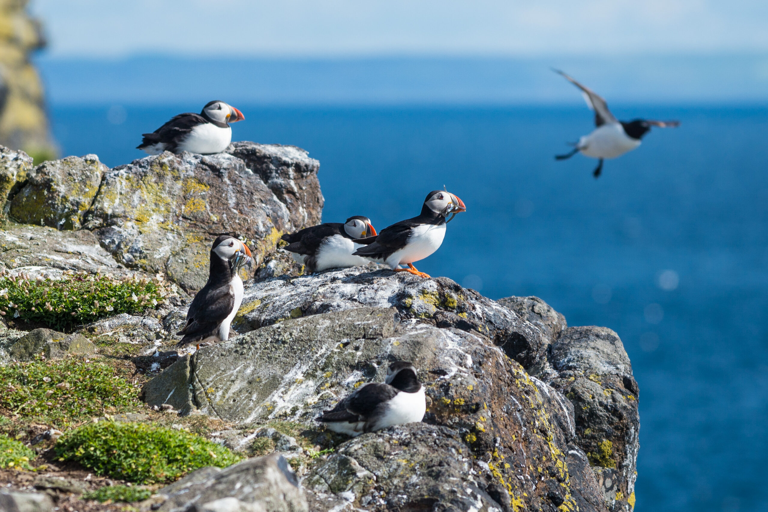 Puffins on the Isle of May Pic VisitScotland / Kenny Lam